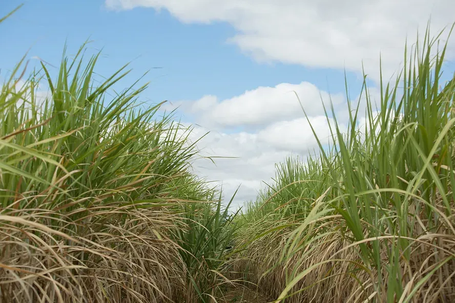 Sugarcane