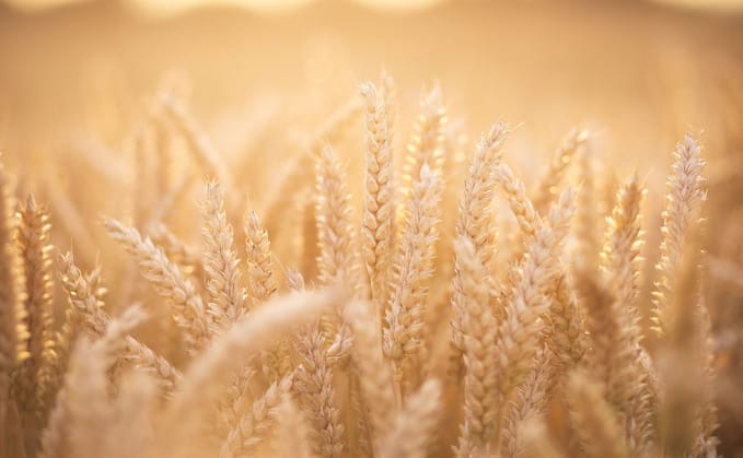 Wheat News - 19 Sep 2024