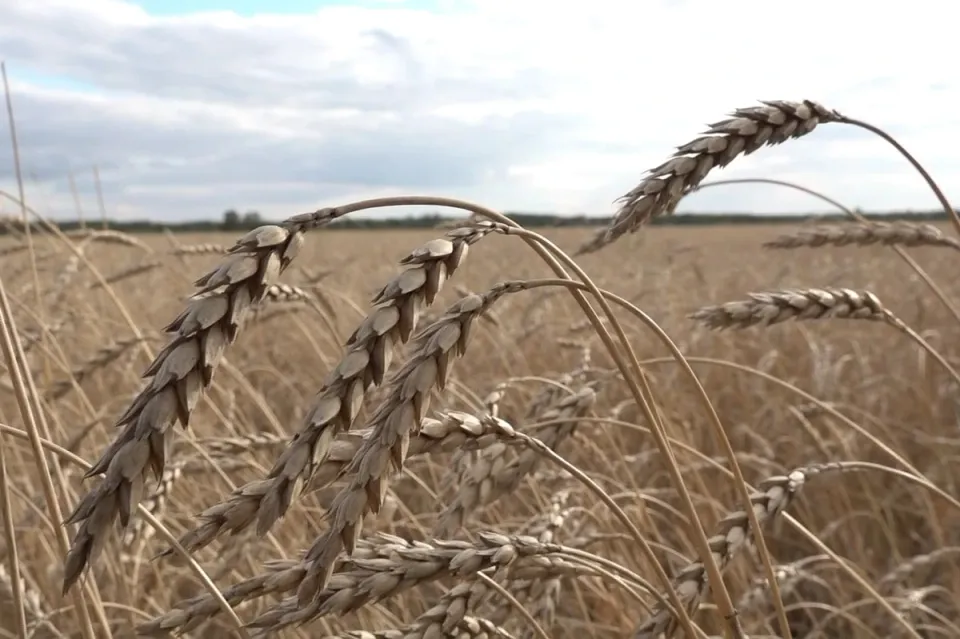 Wheat News - 11 Sep 2024