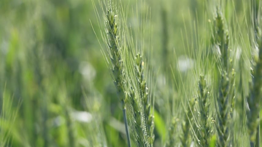 Wheat News - 10 Sep 2024