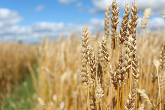 Wheat News - 26 Sep 2024