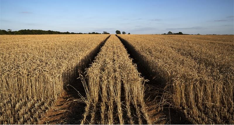 Wheat News - 29 Sep 2024