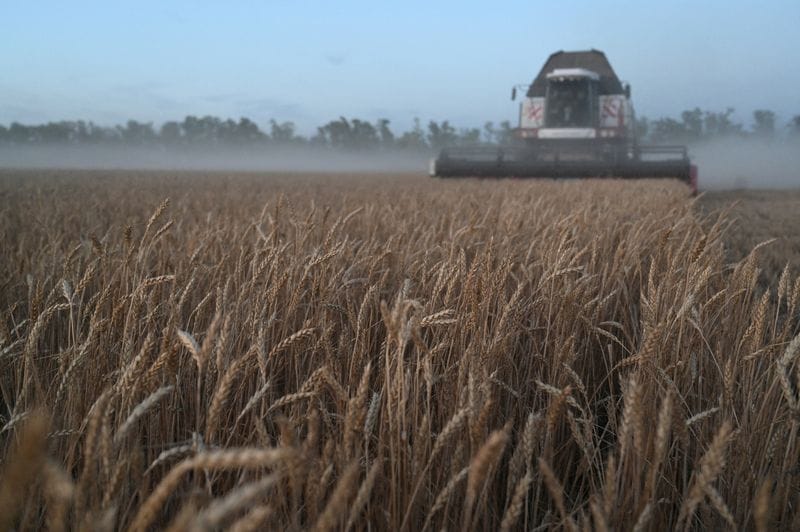 Wheat News - 07 Oct 2024